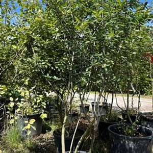 Amelanchier lamarckii 250-300 cm container meerstammig