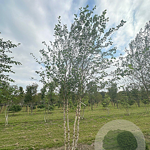 Betula nigra 500-600 cm draadkluit meerstammig