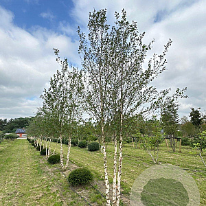 Betula nigra 500-600 cm draadkluit meerstammig