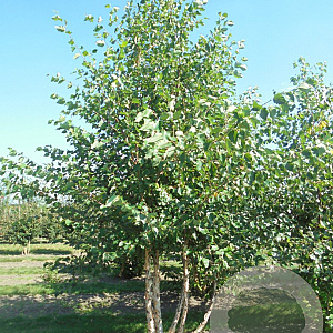Betula nigra 600-700 cm draadkluit meerstammig