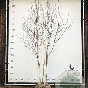Betula utilis 'Doorenbos' 300-350 cm draadkluit meerstammig