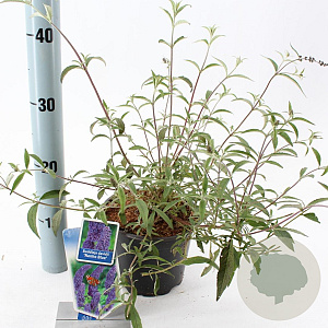 Buddleja d. 'Nanho Blue' 30-40 cm 2,0L
