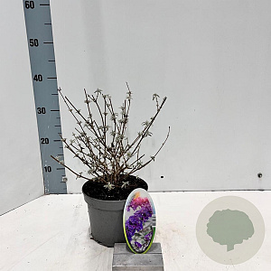 Buddleja d. 'Nanho Blue' 30-40 cm 2,0L