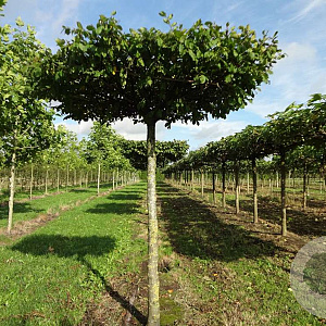 Carpinus betulus 20-25 cm draadkluit 240 cm stam dakvorm