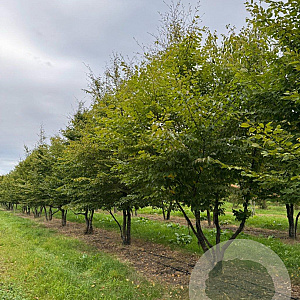 Carpinus betulus 500-600 cm draadkluit meerstammig