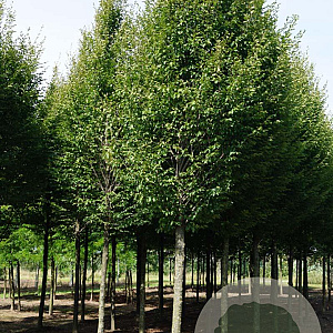 Carpinus bet. 'Fastigiata' 25-30 HO draadkluit