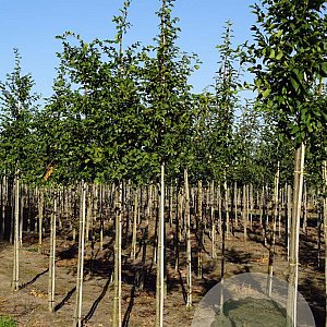 Carpinus bet. 'Frans Fontaine' 12-14 HO draadkluit