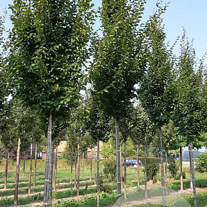 Carpinus bet. 'Frans Fontaine' 14-16 HO draadkluit