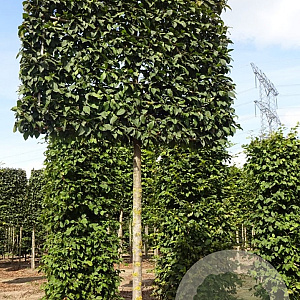 Carpinus bet. 'Lucas' 25-30 cm draadkluit 225 cm stam schermvorm