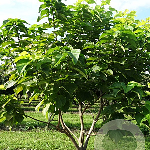 Catalpa bignonioides 'Aurea' 300-350 cm draadkluit meerstammig