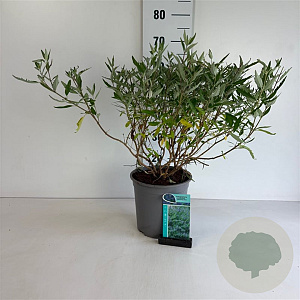 Caryopteris cland. 'Heavenly Blue' 50-60 cm 6,5L