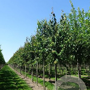 Cercidiphyllum japonicum 16-18 HO draadkluit