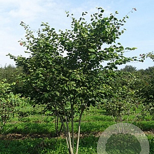 Cercis canadensis 200-250 cm draadkluit meerstammig
