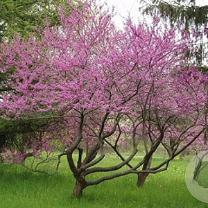 Cercis canadensis 250-300 cm container meerstammig