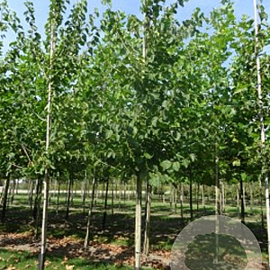 Corylus colurna 10-12 HO draadkluit
