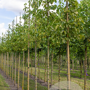 Corylus colurna 10-12 HO draadkluit