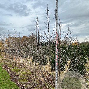 Davidia involucrata 250-300 cm draadkluit meerstammig