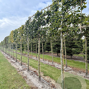 Fagus sylvatica 18-20 HO draadkluit lei 180x120