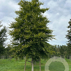 Fagus sylvatica 50-60 HO draadkluit