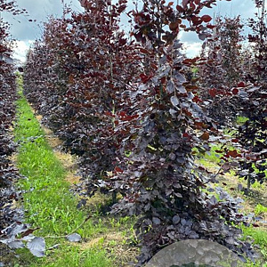 Fagus syl. 'Atropunicea' 10-12 cm draadkluit geveerd