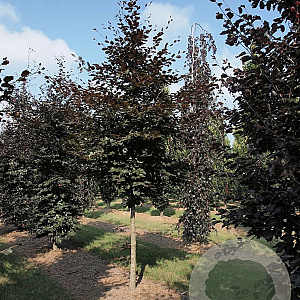 Fagus syl. 'Atropunicea' 45-50 HO draadkluit