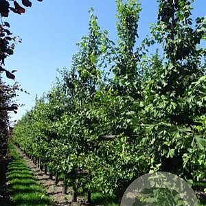 Ginkgo biloba 18-20 cm draadkluit geveerd