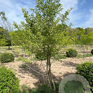 Ginkgo biloba 300-350 cm draadkluit meerstammig