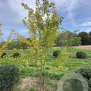 Ginkgo biloba 300-350 cm draadkluit meerstammig