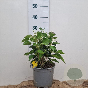 Hedera hel. 'Arborescens' 30-40 cm 3,0L