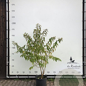 Heptacodium miconioides 175-200 cm container meerstammig