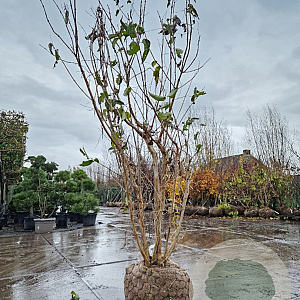 Heptacodium miconioides 200-250 cm draadkluit meerstammig