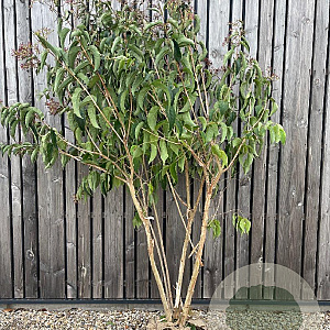 Heptacodium miconioides 200-250 cm draadkluit meerstammig