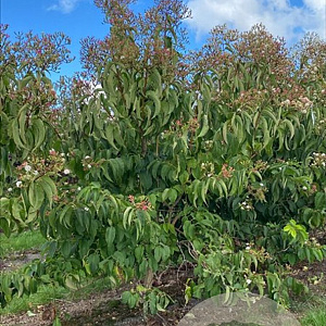 Heptacodium miconioides 200-250 cm container meerstammig