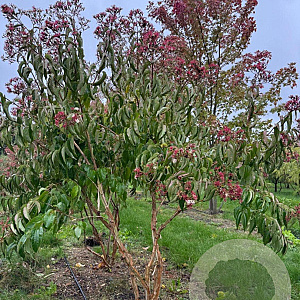 Heptacodium miconioides 250-300 cm draadkluit meerstammig