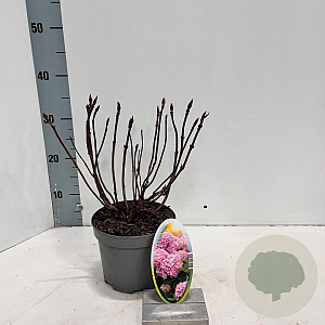 Hydrangea m. 'Bouquet Rose' 20-25 cm 2,0L