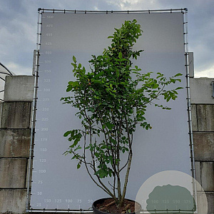 Juglans regia 300-350 cm draadkluit meerstammig