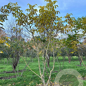 Juglans regia 300-350 cm draadkluit meerstammig