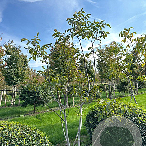 Juglans regia 300-350 cm draadkluit meerstammig