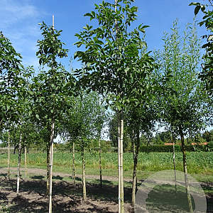 Juglans regia 20-25 HO draadkluit