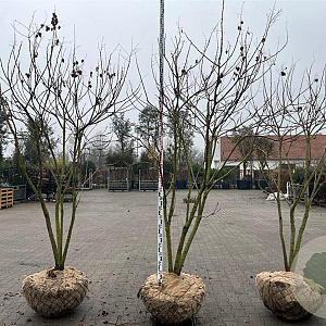 Koelreuteria paniculata 250-300 cm draadkluit meerstammig