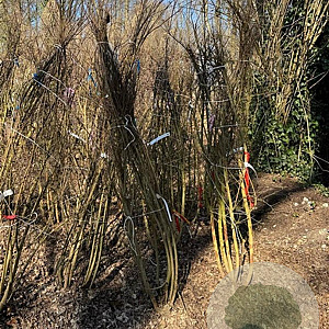 Lagerstroemia 'Natchez' 200-250 cm container meerstammig