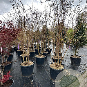 Lagerstroemia 'Natchez' 250-300 cm container meerstammig