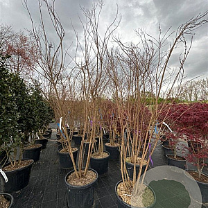Lagerstroemia 'Natchez' 250-300 cm container meerstammig