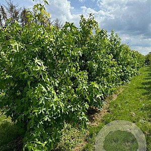 Liquidambar styraciflua 250-300 cm draadkluit meerstammig