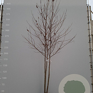 Liquidambar styraciflua 300-350 cm draadkluit meerstammig
