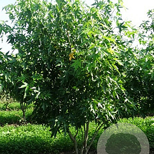 Liquidambar s. 'Worplesdon' 350-400 cm draadkluit meerstammig
