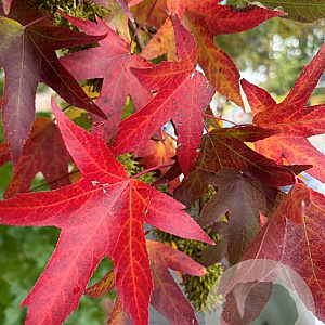 Liquidambar s. 'Worplesdon' 14-16 HO container