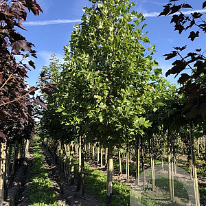 Liriodendron tulipifera 20-25 HO draadkluit