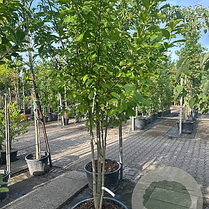 Magnolia kobus 200-250 cm container meerstammig