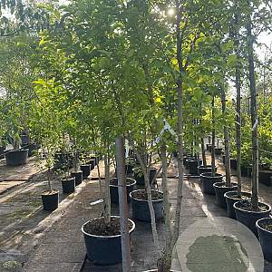 Magnolia kobus 200-250 cm container meerstammig